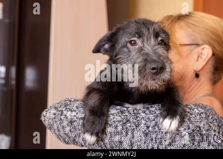 Petit chien noir sur l'épaule de la femme de près Banque D'Images