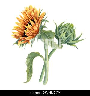 Tournesol. Bourgeon et fleur sur tige avec des feuilles vertes. Belles fleurs jaune orange de champ. Composition florale. Bouquet. Illustration aquarelle Banque D'Images