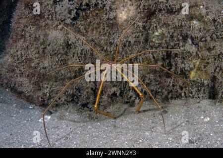 An Arrowhead Crab (Stenorhynchus seticornis) en Floride, États-Unis Banque D'Images