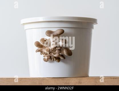 Culture de champignons huîtres à la maison en utilisant du Marc de café et un pot en plastique Banque D'Images