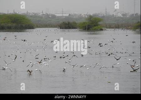 Noida, Inde. 03 mars 2024. NOIDA, INDE - 3 MARS : oiseaux migrateurs à l'intérieur du refuge d'oiseaux d'Okhla lors de la Journée mondiale de la faune, le 3 mars 2024 à Noida, Inde. (Photo de Sunil Ghosh/Hindustan Times/Sipa USA ) crédit : Sipa USA/Alamy Live News Banque D'Images