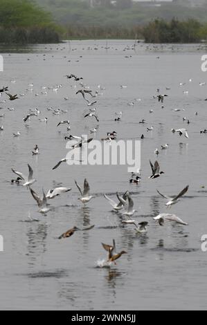 Noida, Inde. 03 mars 2024. NOIDA, INDE - 3 MARS : oiseaux migrateurs à l'intérieur du refuge d'oiseaux d'Okhla lors de la Journée mondiale de la faune, le 3 mars 2024 à Noida, Inde. (Photo de Sunil Ghosh/Hindustan Times/Sipa USA ) crédit : Sipa USA/Alamy Live News Banque D'Images