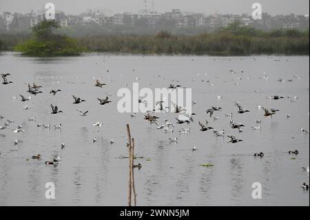 Noida, Inde. 03 mars 2024. NOIDA, INDE - 3 MARS : oiseaux migrateurs à l'intérieur du refuge d'oiseaux d'Okhla lors de la Journée mondiale de la faune, le 3 mars 2024 à Noida, Inde. (Photo de Sunil Ghosh/Hindustan Times/Sipa USA ) crédit : Sipa USA/Alamy Live News Banque D'Images