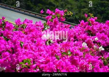 Un boisseau de fleurs violettes, roses, blanches avec de petites feuilles vertes, sur le bord d'une falaise surplombant le pont sur une chaude journée ensoleillée, fond flou Banque D'Images