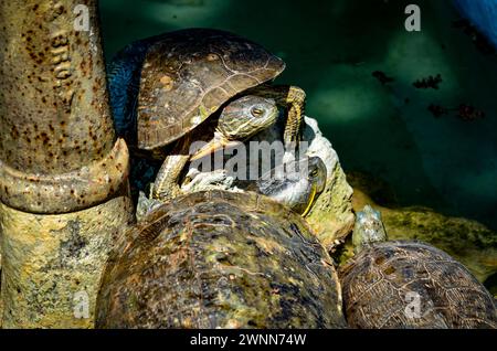 3 tortues peintes se prélassant au soleil sur quelques rochers à côté d'une vieille conduite d'eau. Banque D'Images