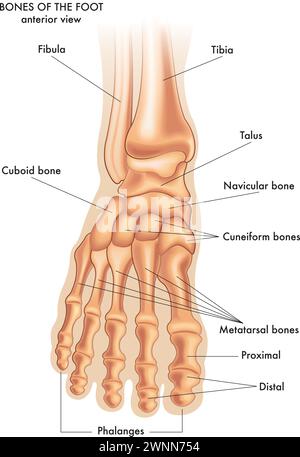 Illustration médicale des principales parties des os du pied en vue antérieure, avec annotations. Illustration de Vecteur