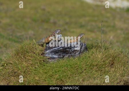 Lézards mâles et femelles à queue bouclée sur un vieil arbre une souche entourée d'herbe verte et jaune avec un fond flou. Banque D'Images