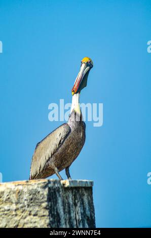 Pelican brun d'élevage, tête jaune vif, bec long, crochet jaune. Debout au sommet du brise-lames. Arrière-plan flou bleu. Banque D'Images