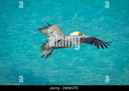 Vue de dessus/latérale. Pelican brun planant au-dessus de l'eau bleu vif de l'océan. Wingspread grand ouvert. Banque D'Images