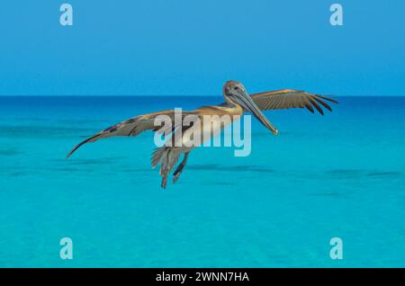 Un pélican brun planant au-dessus de l'eau bleu vif de l'océan. Wingspread grand ouvert. Banque D'Images