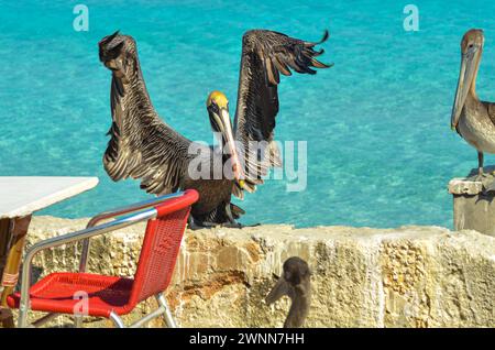 Élevage de pélican brun, ailes déployées en largeur, perchées sur un mur de patio en ciment. Banque D'Images