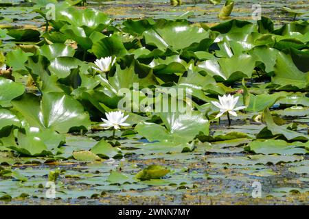 3 fleurs de lis d'eau vive collant à travers la grande tache de feuilles de lis recouvertes de cire vert vif Banque D'Images