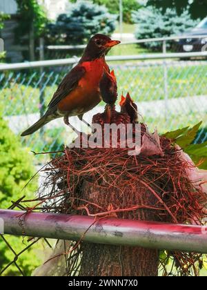 American Robin Mother oiseau nourrissant ses 2 bébés de 9 jours dans le nid. Nichez sur le dessus d'une souche d'arbre le long d'une clôture à maillons de chaîne. Banque D'Images