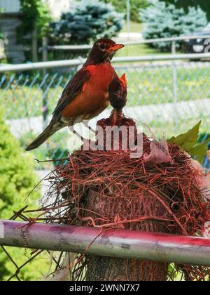 American Robin Mother oiseau nourrissant ses 2 bébés de 9 jours dans le nid. Nichez sur le dessus d'une souche d'arbre le long d'une clôture à maillons de chaîne. Banque D'Images