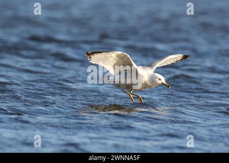 Goéland à bec annulaire Larus delawarensis glissant dans un étang en hiver Banque D'Images