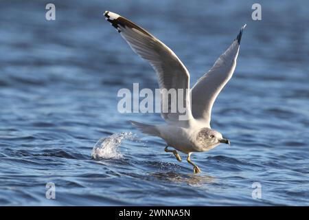 Goéland à bec annulaire Larus delawarensis décollant d'un étang en hiver Banque D'Images