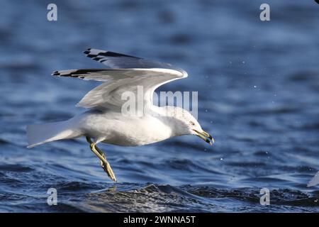 Goéland à bec annulaire Larus delawarensis glissant vers le bas pour atterrir sur l'eau en hiver Banque D'Images