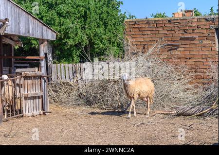 Drôles de moutons. Portrait de mouton montrant la langue Banque D'Images