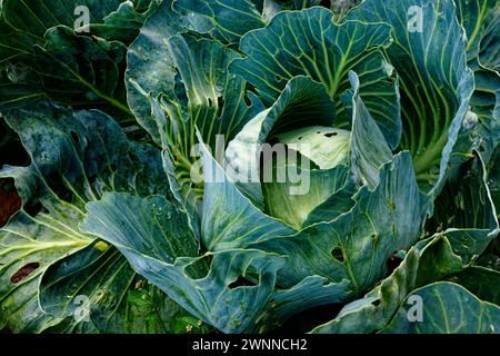 La photo capture les textures détaillées des feuilles d’un chou vert. Banque D'Images