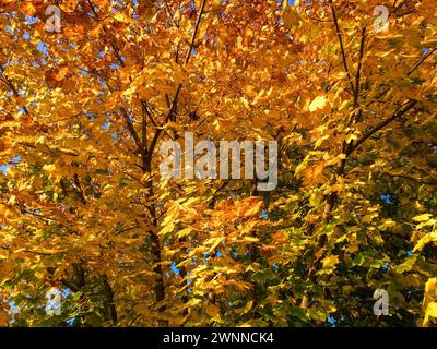 L'image capture un arbre dont les feuilles passent du vert au jaune sur un ciel bleu clair, indiquant l'automne. Banque D'Images