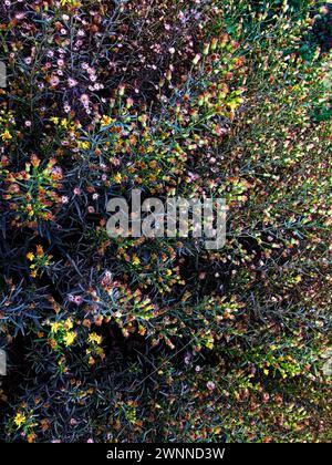 Une vue aérienne d'un mélange de plantes, montrant un contraste de feuilles vert foncé et de fleurs lumineuses. Banque D'Images