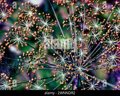 Un éventail de petites fleurs lumineuses émergeant des tiges vertes centrales. Banque D'Images