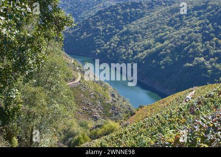 Point de vue sur les terrasses des canyons de Sil dans la Ribeira Sacra où la célèbre récolte héroïque a lieu à Sober, Lugo, Espagne Banque D'Images