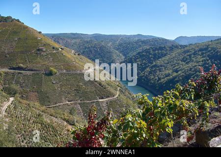 Point de vue sur les terrasses des canyons de Sil dans la Ribeira Sacra où la célèbre récolte héroïque a lieu à Sober, Lugo, Espagne Banque D'Images