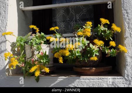 Sedum palmeri, plante succulente en fleurs. Banque D'Images