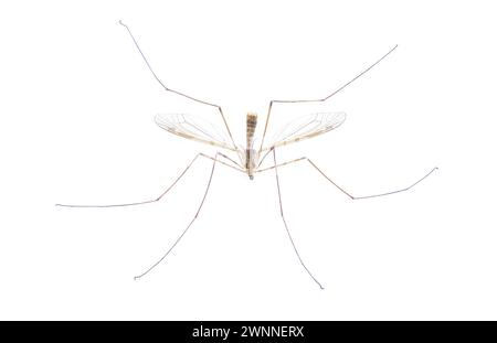 Espèce Cranefly Tipula sayi Daddy longlegs en haute définition avec mise au point extrême et DOF profondeur de champ isolé sur fond blanc. souvent erroné Banque D'Images