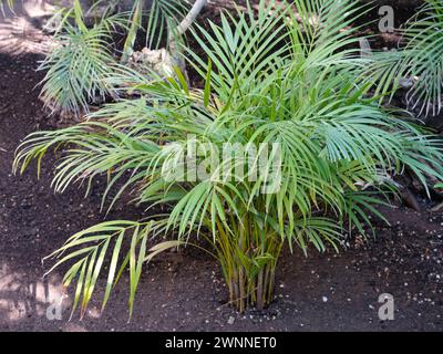 Areca Palm (Dypsis lutescens). Plante originaire de Madagascar. Banque D'Images