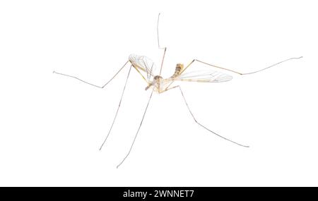 Espèce Cranefly Tipula sayi Daddy longlegs en haute définition avec mise au point extrême et DOF profondeur de champ isolé sur fond blanc. souvent erroné Banque D'Images