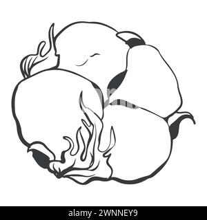 Fleur de coton vectorielle dessinée à la main. Esquisse de ligne vectorielle simple sur fond blanc. Matières premières pour la production de coton et de tissus. Illustrat Illustration de Vecteur