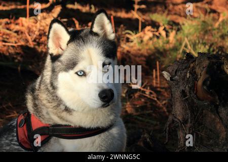 Husky sibérien. Promenade à chien hors plomb dans la forêt de Wareham. Alerte, chien heureux Banque D'Images
