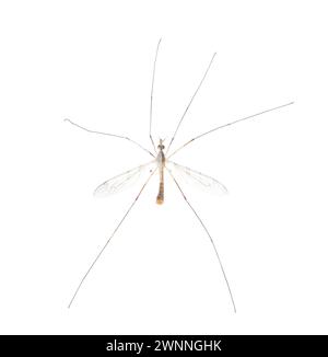 Espèce Cranefly Tipula sayi Daddy longlegs en haute définition avec mise au point extrême et DOF profondeur de champ isolé sur fond blanc. souvent erroné Banque D'Images