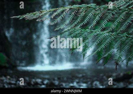 Détail d'une feuille de fougère devant une cascade majestueuse dans la nature sauvage de Tasmanie à Russel Falls. Cadre vert avec sensation de jungle Banque D'Images