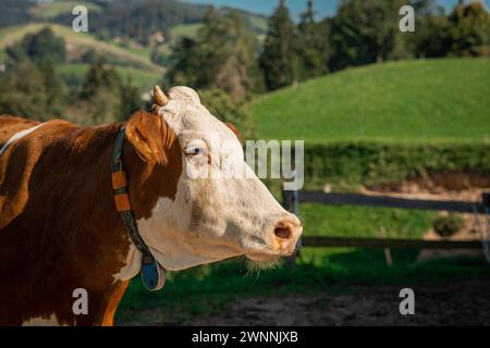 Portrait rapproché d'une vache brune et blanche se promenant dans la campagne. Belle vache sur un fond vert, ferme écologique. Banque D'Images