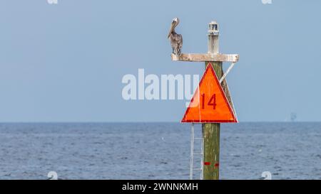 Pélican brun (Pelicanus occidentalis) perché sur le marqueur 14 du chenal menant à la baie Mobile au large de l'île Dauphin, en Alabama Banque D'Images