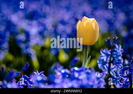 Tulipe jaune fleurie entre jacinthes violettes bleues dans le champ de bulbes aux pays-Bas Banque D'Images