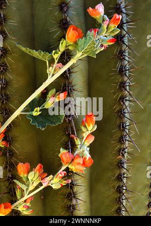 Fleur de Globemallow de lance trouvée contre un cactus saguaro géant dans les montagnes de Santa Catalina à l'extérieur de Tucson, Arizona. Banque D'Images