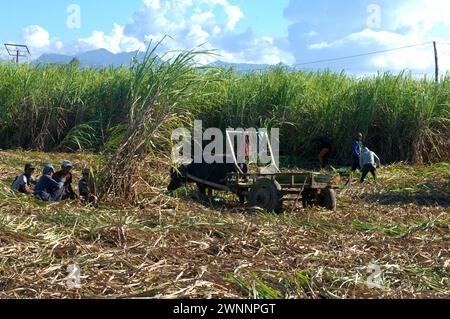 Travailleurs de la canne à sucre dans une ferme locale de canne à sucre, près de Cadix City, Negros Occidental, Philippines. Banque D'Images