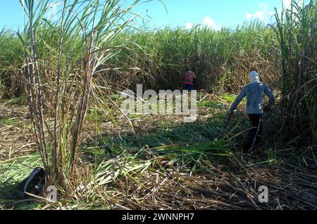 Travailleurs de la canne à sucre dans une ferme locale de canne à sucre, près de Cadix City, Negros Occidental, Philippines. Banque D'Images