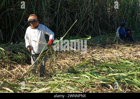 Travailleurs de la canne à sucre dans une ferme locale de canne à sucre, près de Cadix City, Negros Occidental, Philippines. Banque D'Images