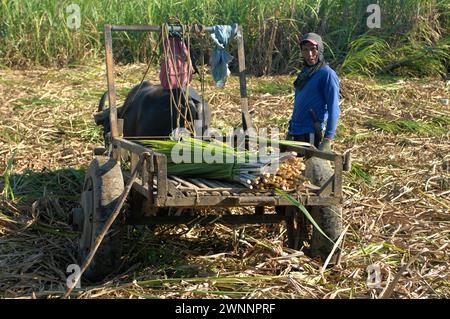 Travailleurs de la canne à sucre dans une ferme locale de canne à sucre, près de Cadix City, Negros Occidental, Philippines. Banque D'Images