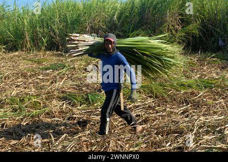 Travailleurs de la canne à sucre dans une ferme locale de canne à sucre, près de Cadix City, Negros Occidental, Philippines. Banque D'Images