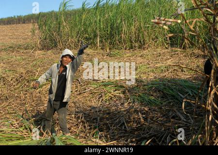 Travailleurs de la canne à sucre dans une ferme locale de canne à sucre, près de Cadix City, Negros Occidental, Philippines. Banque D'Images