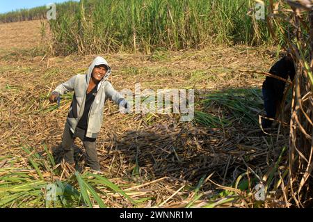 Travailleurs de la canne à sucre dans une ferme locale de canne à sucre, près de Cadix City, Negros Occidental, Philippines. Banque D'Images