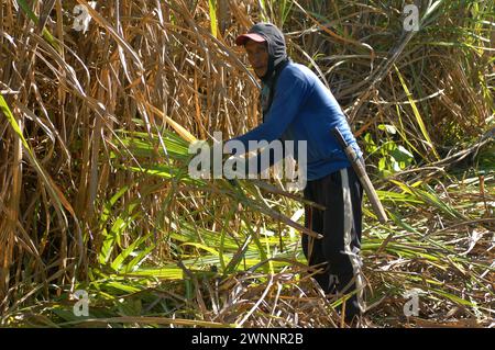 Travailleurs de la canne à sucre dans une ferme locale de canne à sucre, près de Cadix City, Negros Occidental, Philippines. Banque D'Images