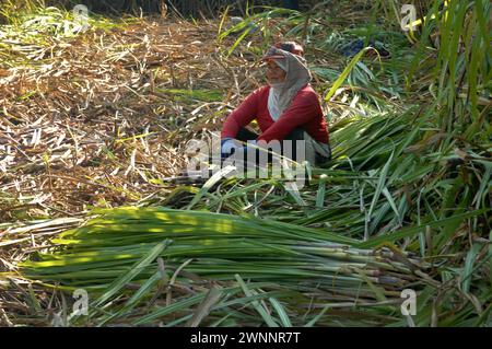 Travailleurs de la canne à sucre dans une ferme locale de canne à sucre, près de Cadix City, Negros Occidental, Philippines. Banque D'Images