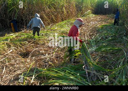 Travailleurs de la canne à sucre dans une ferme locale de canne à sucre, près de Cadix City, Negros Occidental, Philippines. Banque D'Images